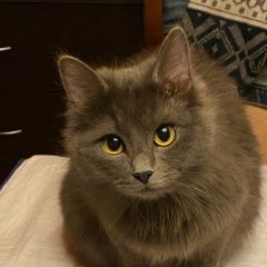 Подробнее об объявлении «Пропал кот нибелунг Можайск» Фото: пропала кошка Русская голубая кошка «Пропал кот нибелунг Можайск» в г. Можайск