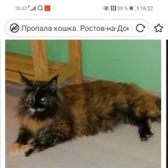 Подробнее об объявлении «Пропала кошка Ростов-на-Дону» Фото: пропала кошка Мейн-кун «Пропала кошка Ростов-на-Дону» в г. Ростов-на-Дону