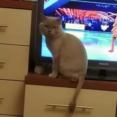 Подробнее об объявлении «Пропала кошка Новосибирск» Фото: пропала кошка Британская короткошерстная кошка «Пропала кошка Новосибирск» в г. Новосибирск