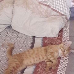 Подробнее об объявлении «Пропал кот рыжий кот, пр. просвещения д. 30 к.1 Санкт-Петербург» Фото: пропала кошка  «Пропал кот рыжий кот, пр. просвещения д. 30 к.1...» в г. Санкт-Петербург