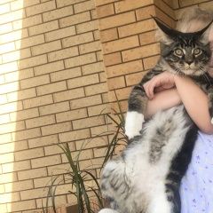 Подробнее об объявлении «Пропал кот мейнкун в районе научный цен Старый Оскол» Фото: пропала кошка Мейн-кун «Пропал кот мейнкун в районе научный цен Старый...» в г. Старый Оскол