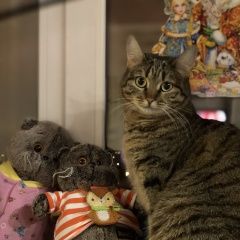 Подробнее об объявлении «Пенза Пропала кошка» Фото: пропала кошка  «Пенза Пропала кошка» в г. Пенза