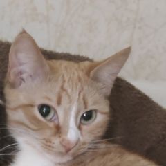 Подробнее об объявлении «Екатеринбург Пропала кошка рыжа-белая» Фото: пропала кошка  «Екатеринбург Пропала кошка рыжа-белая» в г. Екатеринбург