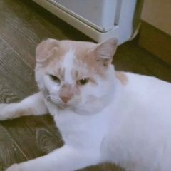 Подробнее об объявлении «Пенза Пропал кот» Фото: пропала кошка  «Пенза Пропал кот» в г. Пенза