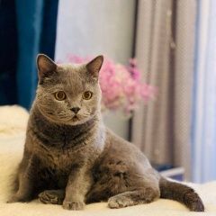 Подробнее об объявлении «Пропал кот Санкт-Петербург» Фото: пропала кошка Британская длинношерстная кошка «Пропал кот Санкт-Петербург» в г. Санкт-Петербург