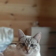 Подробнее об объявлении «Пропал кот Домодедово» Фото: пропала кошка Тайская кошка «Пропал кот Домодедово» в г. Домодедово