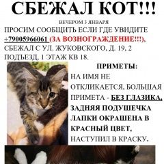 Подробнее об объявлении «Пропал кот район лтз Липецк» Фото: пропала кошка  «Пропал кот район лтз Липецк» в г. Липецк