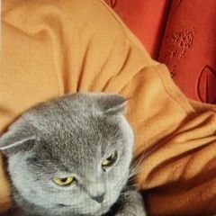 Подробнее об объявлении «Пропала кошка помогите найти Старый Оскол» Фото: пропала кошка Британская короткошерстная кошка «Пропала кошка помогите найти Старый Оскол» в г. Старый Оскол