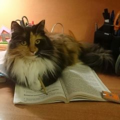 Подробнее об объявлении «Москва Пропала кошка» Фото: пропала кошка  «Москва Пропала кошка» в г. Москва