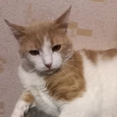 Подробнее об объявлении «Пропала кошка Самара» Фото: пропала кошка  «Пропала кошка Самара» в г. Самара