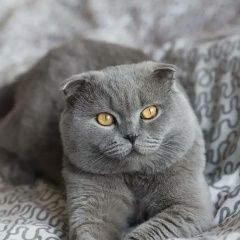 Подробнее об объявлении «Пропала кошка кот Ревда (Свердловская обл.)» Фото: пропала кошка  «Пропала кошка кот Ревда (Свердловская обл.)» в г. Ревда (Свердловская обл.)