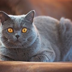 Подробнее об объявлении «Пропал кот Азнакаево» Фото: пропала кошка Британская короткошерстная кошка «Пропал кот Азнакаево» в г. Азнакаево