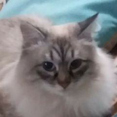 Подробнее об объявлении «Пропал кот светлого окраса Тюмень» Фото: пропала кошка  «Пропал кот светлого окраса Тюмень» в г. Тюмень