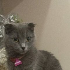 Подробнее об объявлении «Пропала кошка британская кошка Луховицы» Фото: пропала кошка Британская короткошерстная кошка «Пропала кошка британская кошка Луховицы» в г. Луховицы