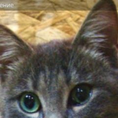 Подробнее об объявлении «Пропал кот. г. Казань» Фото: пропала кошка  «Пропал кот. г. Казань» в г. Казань