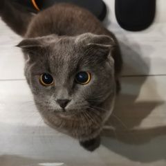 Подробнее об объявлении «Пропала кошка британка веслоухая. Артем» Фото: пропала кошка Британская короткошерстная кошка «Пропала кошка британка веслоухая. Артем» в г. Артем