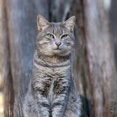 Подробнее об объявлении «Пропал кот на улице навагинской Сочи» Фото: пропала кошка  «Пропал кот на улице навагинской Сочи» в г. Сочи
