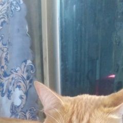Подробнее об объявлении «Пропал кот тима Астрахань» Фото: пропала кошка  «Пропал кот тима Астрахань» в г. Астрахань