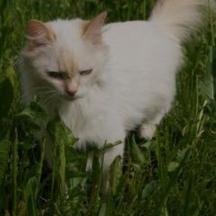 Подробнее об объявлении «Пропал кот Мелеуз» Фото: пропала кошка Американская короткошерстная «Пропал кот Мелеуз» в г. Мелеуз