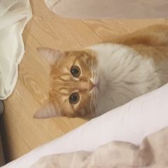 Подробнее об объявлении «Москва Пропала кошка» Фото: пропала кошка  «Москва Пропала кошка» в г. Москва