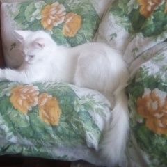 Подробнее об объявлении «Пропала кошка Симферополь» Фото: пропала кошка  «Пропала кошка Симферополь» в г. Симферополь