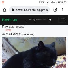 Подробнее об объявлении «Пропал кот Уфа» Фото: пропала кошка  «Пропал кот Уфа» в г. Уфа