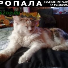 Подробнее об объявлении «Пропала кошка Санкт-Петербург» Фото: пропала кошка  «Пропала кошка Санкт-Петербург» в г. Санкт-Петербург