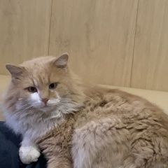 Подробнее об объявлении «Пропал кот Кропоткин» Фото: пропала кошка  «Пропал кот Кропоткин» в г. Кропоткин
