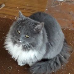 Подробнее об объявлении «Москва Пропал котик 1, 5г мальчик» Фото: пропала кошка  «Москва Пропал котик 1, 5г мальчик» в г. Москва