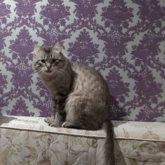 Подробнее об объявлении «Пропал кот Нефтеюганск» Фото: пропала кошка  «Пропал кот Нефтеюганск» в г. Нефтеюганск