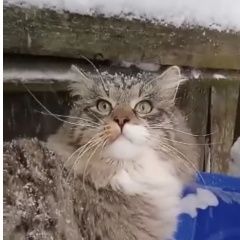 Подробнее об объявлении «Пропал кот Всеволожск» Фото: пропала кошка Сибирская кошка «Пропал кот Всеволожск» в г. Всеволожск