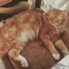 Подробнее об объявлении «Пропал кот рыжий кот Серпухов» Фото: пропала кошка  «Пропал кот рыжий кот Серпухов» в г. Серпухов