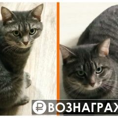 Подробнее об объявлении «Пропал кот сёма Краснокамск» Фото: пропала кошка  «Пропал кот сёма Краснокамск» в г. Краснокамск