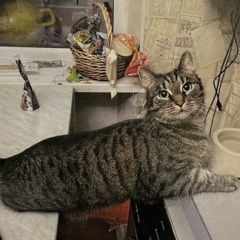 Подробнее об объявлении «Пропал кот барсик, 5 лет. вознаграждение Санкт-Петербург» Фото: пропала кошка  «Пропал кот барсик, 5 лет. вознаграждение...» в г. Санкт-Петербург