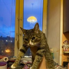 Подробнее об объявлении «Москва Пропала кошка озерковская наб.48/50-1кв17» Фото: пропала кошка  «Москва Пропала кошка озерковская наб.48/50-1кв17» в г. Москва