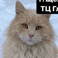Подробнее об объявлении «Пропал кот рыжий пушистый Королев» Фото: пропала кошка  «Пропал кот рыжий пушистый Королев» в г. Королев