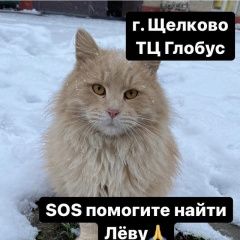 Подробнее об объявлении «Пропал кот рыжий Щелково» Фото: пропала кошка  «Пропал кот рыжий Щелково» в г. Щелково