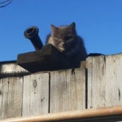 Подробнее об объявлении «Пропала кошка зовут муська Балашиха» Фото: пропала кошка  «Пропала кошка зовут муська Балашиха» в г. Балашиха