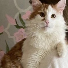 Подробнее об объявлении «Пропал кот рыже-белый Балашиха» Фото: пропала кошка  «Пропал кот рыже-белый Балашиха» в г. Балашиха