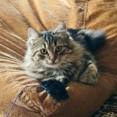 Подробнее об объявлении «Пропала кошка любимица-член семьи. Таганрог» Фото: пропала кошка  «Пропала кошка любимица-член семьи. Таганрог» в г. Таганрог