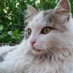 Подробнее об объявлении «Пропал кот Кемерово» Фото: пропала кошка  «Пропал кот Кемерово» в г. Кемерово