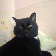 Подробнее об объявлении «Пропал кот ленинский район, софийский квартал Новосибирск» Фото: пропала кошка  «Пропал кот ленинский район, софийский квартал...» в г. Новосибирск