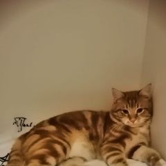 Подробнее об объявлении «Владивосток Пропал кот» Фото: пропала кошка  «Владивосток Пропал кот» в г. Владивосток