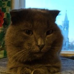 Подробнее об объявлении «Пропал кот. Борисоглебск» Фото: пропала кошка  «Пропал кот. Борисоглебск» в г. Борисоглебск