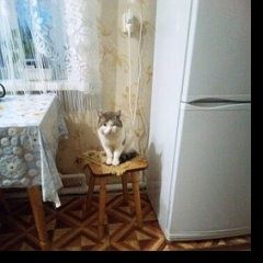 Подробнее об объявлении «Пропал кот Спасск-Рязанский» Фото: пропала кошка  «Пропал кот Спасск-Рязанский» в г. Спасск-Рязанский
