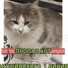 Подробнее об объявлении «Пропала кошка кот Махачкала» Фото: пропала кошка  «Пропала кошка кот Махачкала» в г. Махачкала