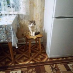 Подробнее об объявлении «Пропал кот Спасск-Рязанский» Фото: пропала кошка  «Пропал кот Спасск-Рязанский» в г. Спасск-Рязанский