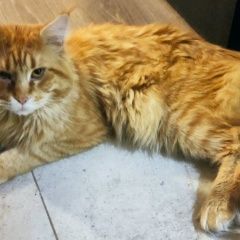 Подробнее об объявлении «Севастополь Пропал кот» Фото: пропала кошка  «Севастополь Пропал кот» в г. Севастополь