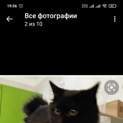 Подробнее об объявлении «Пропала кошка Строитель» Фото: пропала кошка  «Пропала кошка Строитель» в г. Строитель