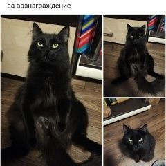 Подробнее об объявлении «Пропал кот Уфа» Фото: пропала кошка  «Пропал кот Уфа» в г. Уфа